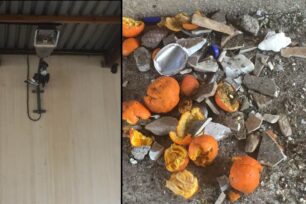 Αίγιο Αχαΐας: Πιθανότατα παιδιά πετούσαν πέτρες στο παγιδευμένο περιστέρι μέχρι που το σκότωσαν