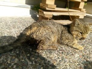 Άνδρος: Ακόμα τρεις γάτες δολοφονημένες με φόλες στο Γαύριο