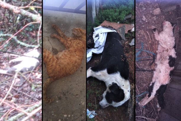 Πολλά ζώα γάτες και σκυλιά δολοφονημένα με φόλες στο Αρκοχώρι Ημαθίας