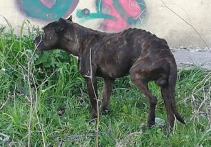 Έκκληση για τον εντοπισμό σκελετωμένου σκύλου στις Αχαρνές Αττικής