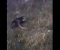 Δολοφονημένα με φόλες τέσσερα στειρωμένα σκυλιά στο Δρέπανο Αχαΐας (βίντεο)