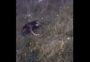 Δολοφονημένα με φόλες τέσσερα στειρωμένα σκυλιά στο Δρέπανο Αχαΐας (βίντεο)