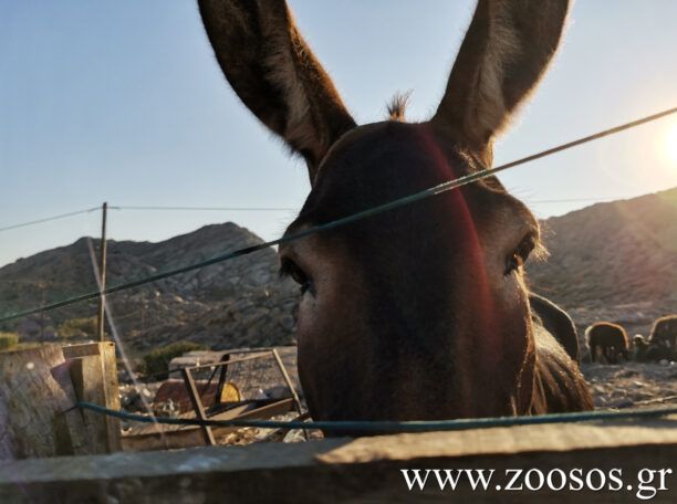 Η νομοθεσία που ισχύει για τα ιπποειδή στην Ελλάδα