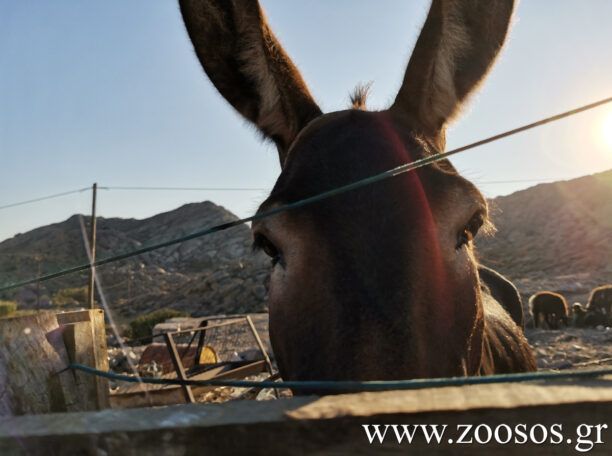 Θα απαντήσει ο νέος υπ. Αγροτικής Ανάπτυξης και Τροφίμων γιατί δεν εφαρμόζεται σήμανση και καταγραφή ιπποειδών;