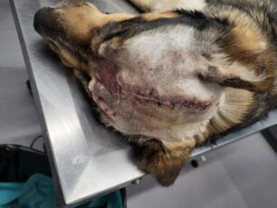 Γέργερη Ηρακλείου Κρήτης: Βρήκε σκύλο με ανοιγμένο κεφάλι από χτύπημα με τσεκούρι – Το ζώο ζει