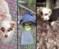 Υιοθετήθηκε στη Βρετανία σκύλος που τον κακοποιούσε με την αδιαφορία του ο ιδιοκτήτης του στα Γιαννιτσά Πέλλας (βίντεο)