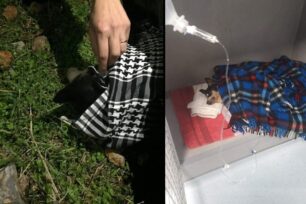 Γλυφάδα Αττικής: Βρήκαν σκυλίτσα θαμμένη ζωντανή