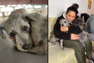 Γλυφάδα Αττικής: Υιοθέτησε σκύλο που βρέθηκε πεταμένος με τρύπα στο μάγουλο από σάπιο δόντι