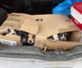 Καλύβια Αττικής: Βρήκε 6 κουταβάκια ζωντανά πεταμένα σε κάδο σκουπιδιών μέσα σε χαρτόκουτα (βίντεο)