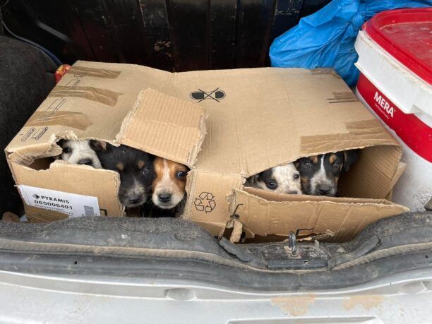 Καλύβια Αττικής: Βρήκε 6 κουταβάκια ζωντανά πεταμένα σε κάδο σκουπιδιών μέσα σε χαρτόκουτα (βίντεο)