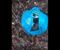 Καστοριά: Βρήκαν μέσα σε σακούλα πεταμένα στα χιόνια 5 νεογέννητα κουτάβια (βίντεο)