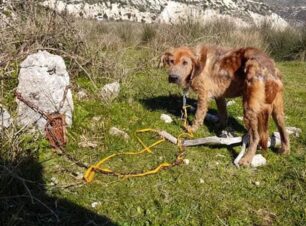 Κεφαλλονιά: Σκύλος άρρωστος και σκελετωμένος αλυσοδεμένος σ’ ένα γκρεμισμένο σπίτι (βίντεο)