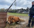 Κατασχέθηκαν αγελάδες που δύο αδέρφια στην Κω κακοποιούσαν μέχρι θανάτου (βίντεο)