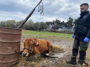 Κατασχέθηκαν αγελάδες που δύο αδέρφια στην Κω κακοποιούσαν μέχρι θανάτου (βίντεο)