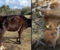 Κως: Βρήκαν αγελάδες νεκρές και πολλές ετοιμοθάνατες – Δικάζεται γυναίκα κτηνοτρόφος και ο αδερφός της (βίντεο)