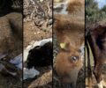 Ε. Μολφέση: Κακοποιούν μέχρι θανάτου αγελάδες και τους υπερασπίζεται ο δικηγόρος - αντιδήμαρχος Κω (βίντεο)
