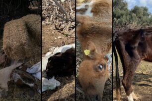 Ε. Μολφέση: Κακοποιούν μέχρι θανάτου αγελάδες και τους υπερασπίζεται ο δικηγόρος - αντιδήμαρχος Κω (βίντεο)