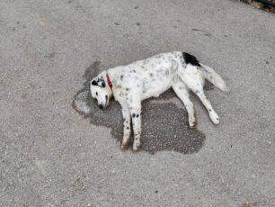 Με φόλες δολοφόνησε σκυλιά στο χωριό Κωσταλέξης Φθιώτιδας