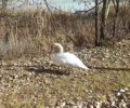 Αρσενικός κύκνος θρηνεί και αναζητεί το ταίρι του που πέθανε στη λίμνη Καστοριάς (βίντεο)