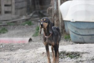 Παραιτήθηκε η πρόεδρος του Φιλοζωικού Συλλόγου Σπάρτης μετά τις αποκαλύψεις για κακοποίηση σκυλιών από τον Δήμο