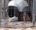 Σκυλιά νεκρά και ζωντανά, άρρωστα σε άθλιες συνθήκες στο Δημοτικό Κυνοκομείο Σπάρτης (βίντεο)