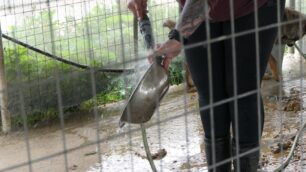 Εθελοντές καθαρίζουν τα κυνοκομεία στα οποία επί χρόνια ο Δήμος Σπάρτης κακοποιεί σκυλιά (βίντεο)