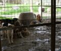 Λήψη μέτρων για τον Δήμο Σπάρτης και τα κακοποιημένα σκυλιά στα δημοτικά κυνοκομεία του αποφάσισε ο περιφερειάρχης Πελοποννήσου