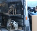 Πήραν 44 σκυλιά, τα πιο άρρωστα για να τα σώσουν από τα κολαστήρια-κυνοκομεία του Δήμου Σπάρτης (βίντεο)