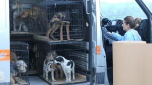 Πήραν 44 σκυλιά, τα πιο άρρωστα για να τα σώσουν από τα κολαστήρια-κυνοκομεία του Δήμου Σπάρτης (βίντεο)