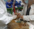 Παλεύουν να σώσουν αλεπού που πυροβολήθηκε στο κεφάλι από κυνηγό στη Μακρακώμη Φθιώτιδας