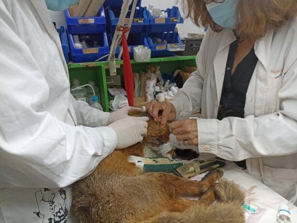 Παλεύουν να σώσουν αλεπού που πυροβολήθηκε στο κεφάλι από κυνηγό στη Μακρακώμη Φθιώτιδας