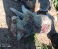 Μέγαρα Αττικής: Πέταξε 9 κουτάβια σε πανσιόν - Tα δάγκωσαν μέχρι θανάτου τα άλλα σκυλιά