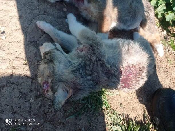 Μέγαρα Αττικής: Πέταξε 9 κουτάβια σε πανσιόν - Tα δάγκωσαν μέχρι θανάτου τα άλλα σκυλιά