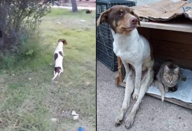 Μέγαρα Αττικής: Ακόμα ένας σκύλος παράλυτος, πυροβολημένος από κυνηγό στη ΒΗ.ΠΕ. (βίντεο)