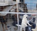 Μέγαρα Αττικής: Ζητούν φιλοξενίες για 8 σκυλιά που έμειναν μόνα τους μετά τον θάνατο του ιδιοκτήτη τους (βίντεο)