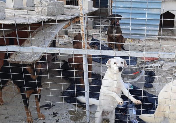 Μέγαρα Αττικής: Ζητούν φιλοξενίες για 8 σκυλιά που έμειναν μόνα τους μετά τον θάνατο του ιδιοκτήτη τους (βίντεο)
