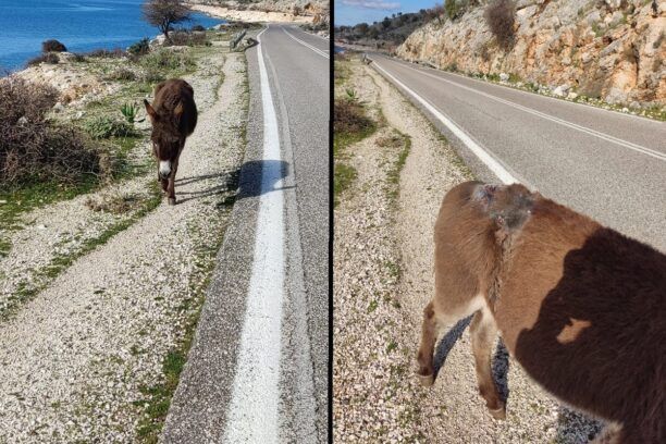 Βρήκε γάιδαρο εγκαταλελειμμένο με πληγές από σαμάρι να περιφέρεται μεταξύ Παλαίρου και Μύτικα Αιτωλοακαρνανίας