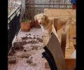 Νέα Αμισός Δράμας: Κακοποιούσε τον σκύλο του και απειλεί με μήνυση αυτούς που έσωσαν το ζώο αν και δεν το ήθελε