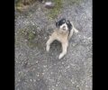Χρειάζεται βοήθεια για το κουτάβι που βρήκε σε τραγική κατάσταση με στραβά πόδια στην Παναγιά Τρικάλων (βίντεο)