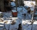 Πανουργιάς Φωκίδας: Αλυσοδεμένα κυνηγόσκυλα χωρίς τροφή μέσα στα χιόνια – Συνελήφθη ο πρόεδρος του χωριού (βίντεο)