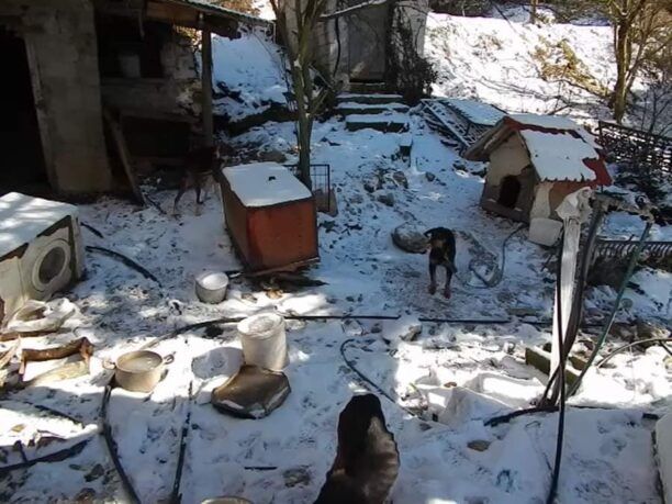 Πανουργιάς Φωκίδας: Αλυσοδεμένα κυνηγόσκυλα χωρίς τροφή μέσα στα χιόνια – Συνελήφθη ο πρόεδρος του χωριού (βίντεο)