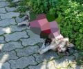 Πεύκη Αττικής: Βρήκαν πτώμα γάτας γδαρμένο στο Ηλιακό Χωριό