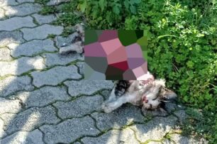 Πεύκη Αττικής: Βρήκαν πτώμα γάτας γδαρμένο στο Ηλιακό Χωριό