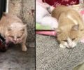 Έσωσε γάτα που παγιδεύτηκε σε γκαραζόπορτα πολυκατοικίας στο Περιστέρι Αττικής (βίντεο)