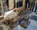 Πέραμα Αττικής: Έσωσαν 100 άγρια πτηνά που πουλοπιάστες αιχμαλώτισαν και πωλούσαν παράνομα στο παζάρι Σχιστού