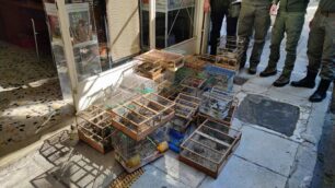 Πέραμα Αττικής: Έσωσαν 100 άγρια πτηνά που πουλοπιάστες αιχμαλώτισαν και πωλούσαν παράνομα στο παζάρι Σχιστού