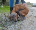 Πυργιώτικα Αργολίδας: Βρήκε τον σκύλο εξαθλιωμένο στη μέση του πουθενά (βίντεο)