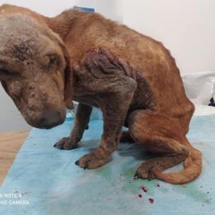 PyrgiotikaArgolidasSkeletomenosSkylos7 2 2022 1