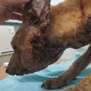 PyrgiotikaArgolidasSkeletomenosSkylos7 2 2022 2