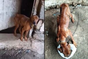 Έσωσαν σκελετωμένο σκύλο που κακοποιούσε ηλικιωμένος άνδρας στον Σφακό Χανίων (βίντεο)